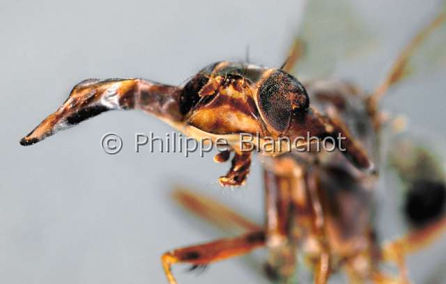 Phytalmyia megalotis.JPG - Phytalmyia megalotis (Portrait)mouche des fruitsfruit flyDipteraTephritidaeIndonesie